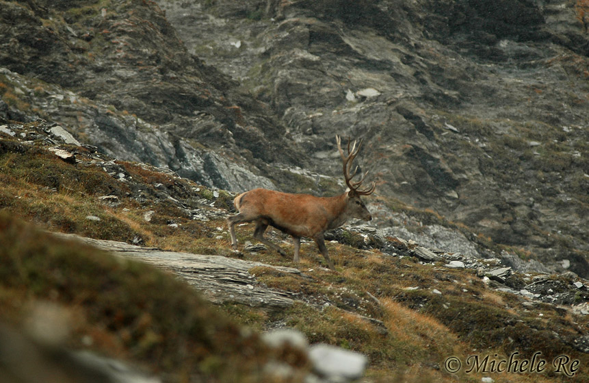 PASSIONE PER IL CERVO